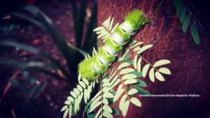 Uma lagarta de blazer verde aveludado. (faz de conta, foi a melhor imagem que encontrei para ilustrar);