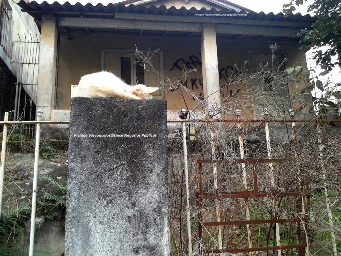 Gato no muro